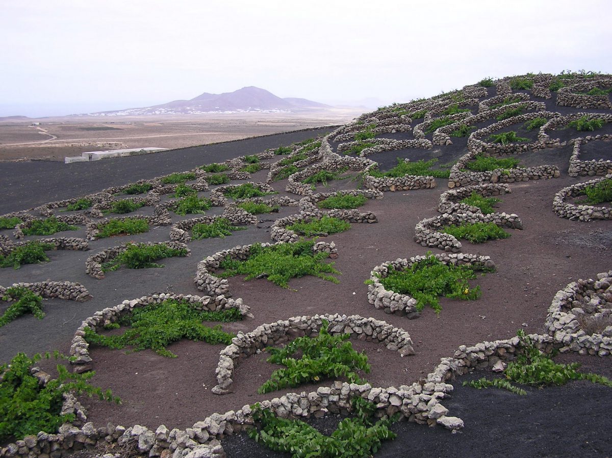 Viñas de Lanzarote