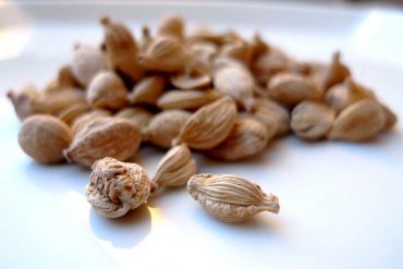 Cardamomo una de las tres especias más caras del mundo