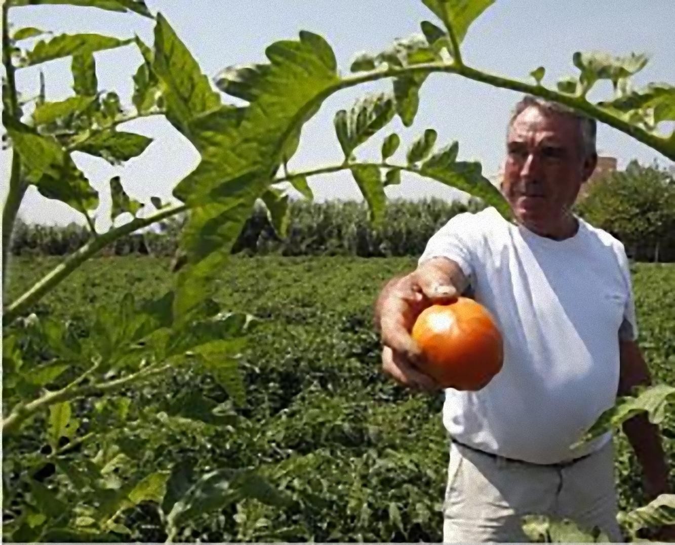 Francisco Ballester muestra un tomate cuarentena