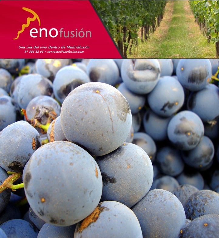 enofusion_2011