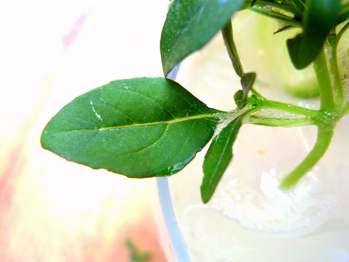 Coctel de Ginebra, zumo de lima y limón con hojas de albahaca