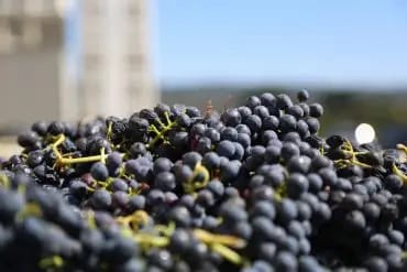Uvas