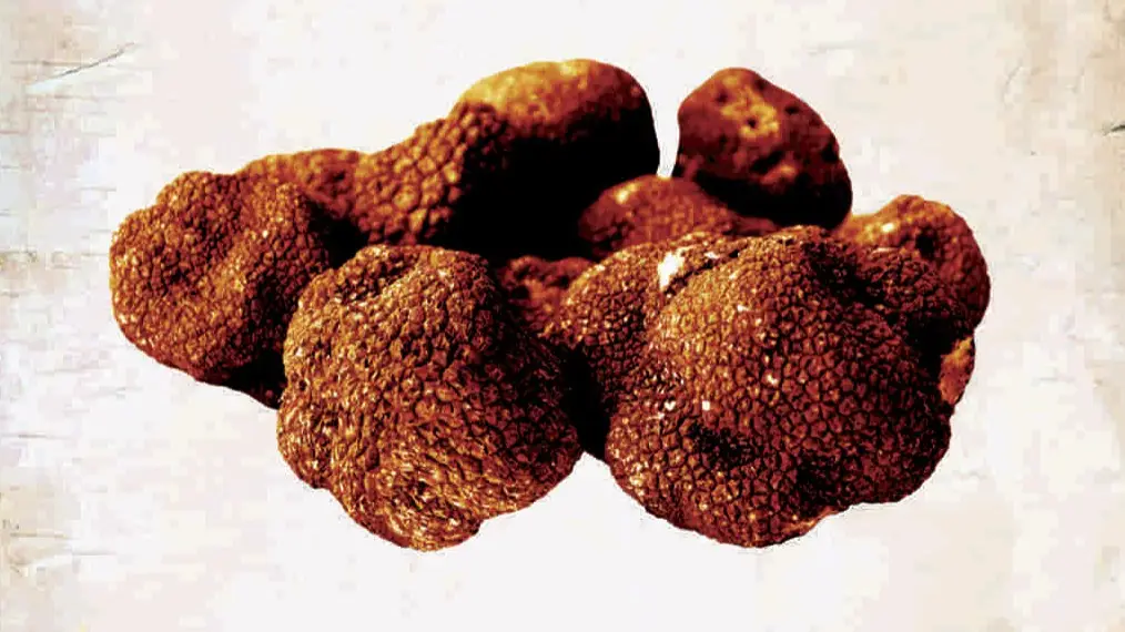 Trufa negra de abejar Trufa negra de abejar