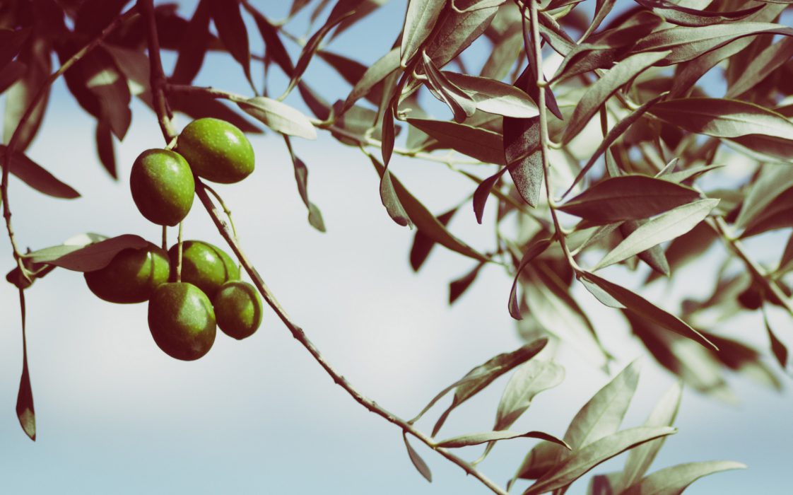 Aceitunas en el olivo