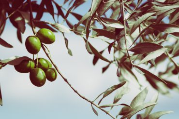Aceitunas en el olivo