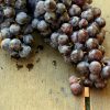 Uvas negras-1