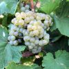 uva verdejo-1