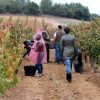 Vendimia en Bodegas Prado Rey