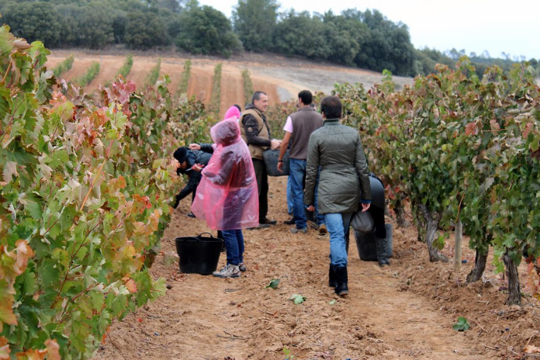 Vendimia en Bodegas Prado Rey