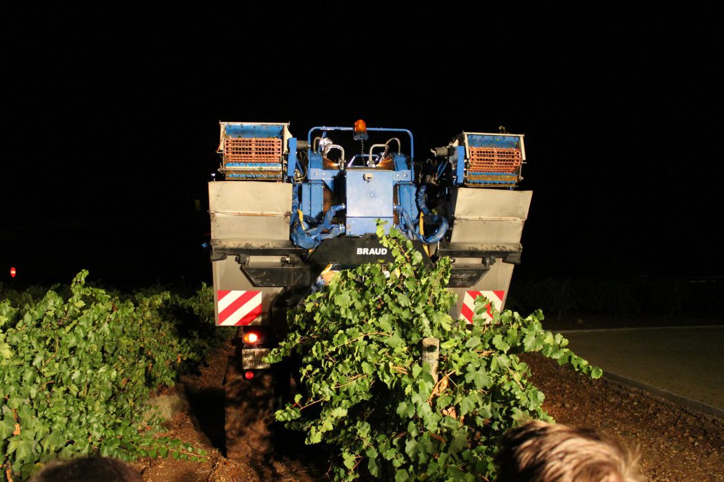 vendimina nocturna bodegas aura-2