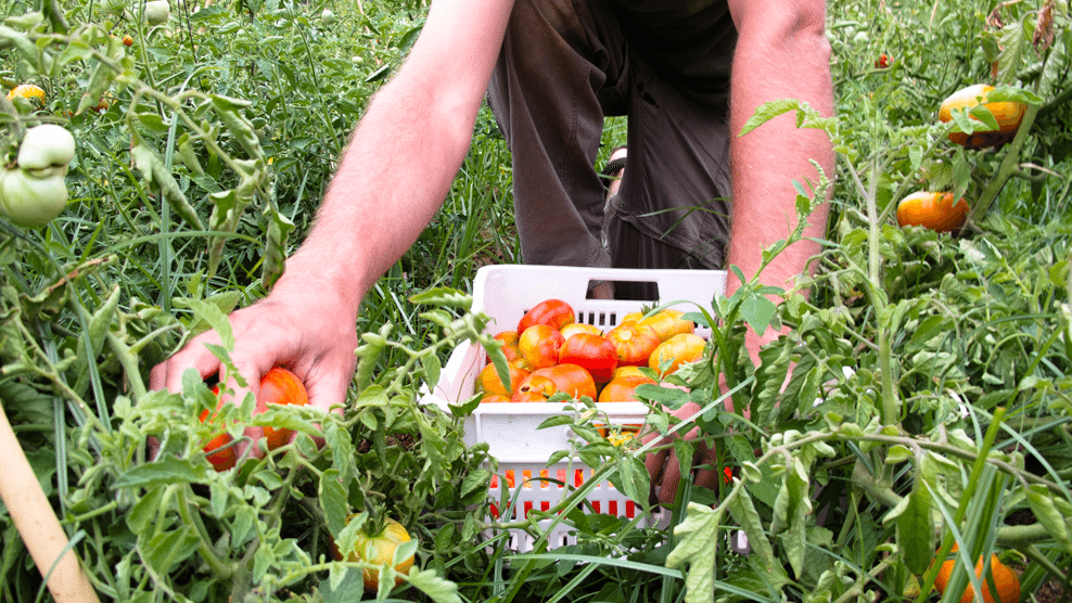 Tomate argal bonatur