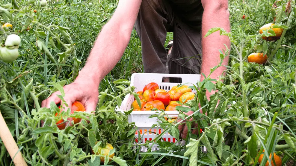 Tomate argal bonatur Tomate argal bonatur