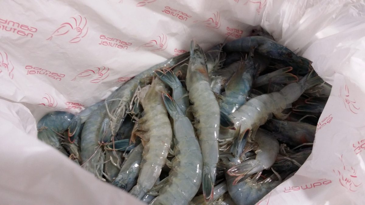 Gamba Natural, langostinos de Valladolid