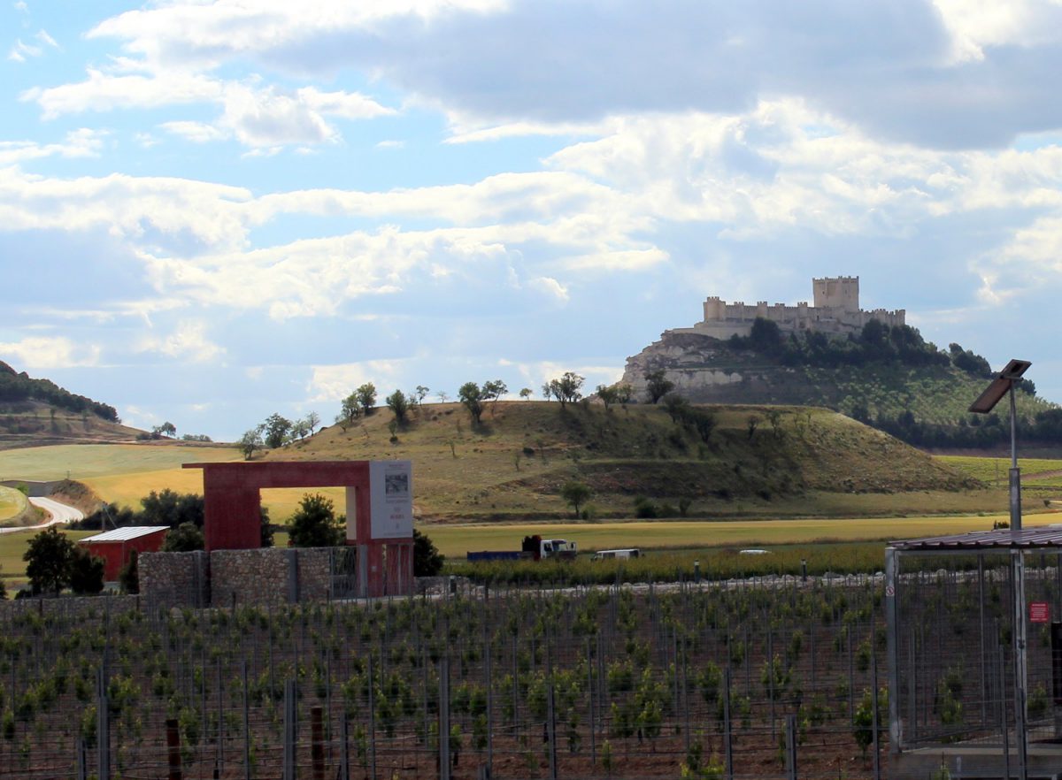 Finca y Bodega Pago de Carraovejas