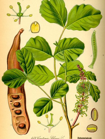 Ilustración comida