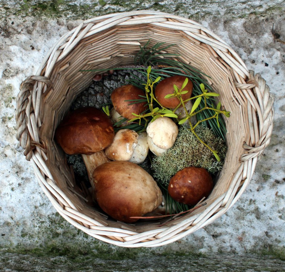 boletus edulis