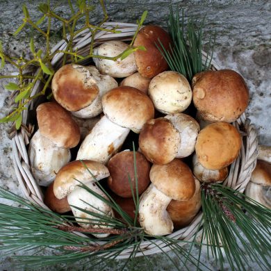 boletus edulis limpieza