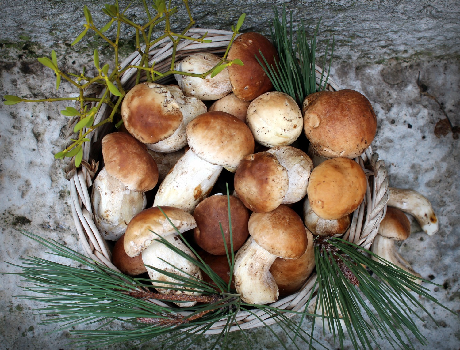 boletus edulis limpieza