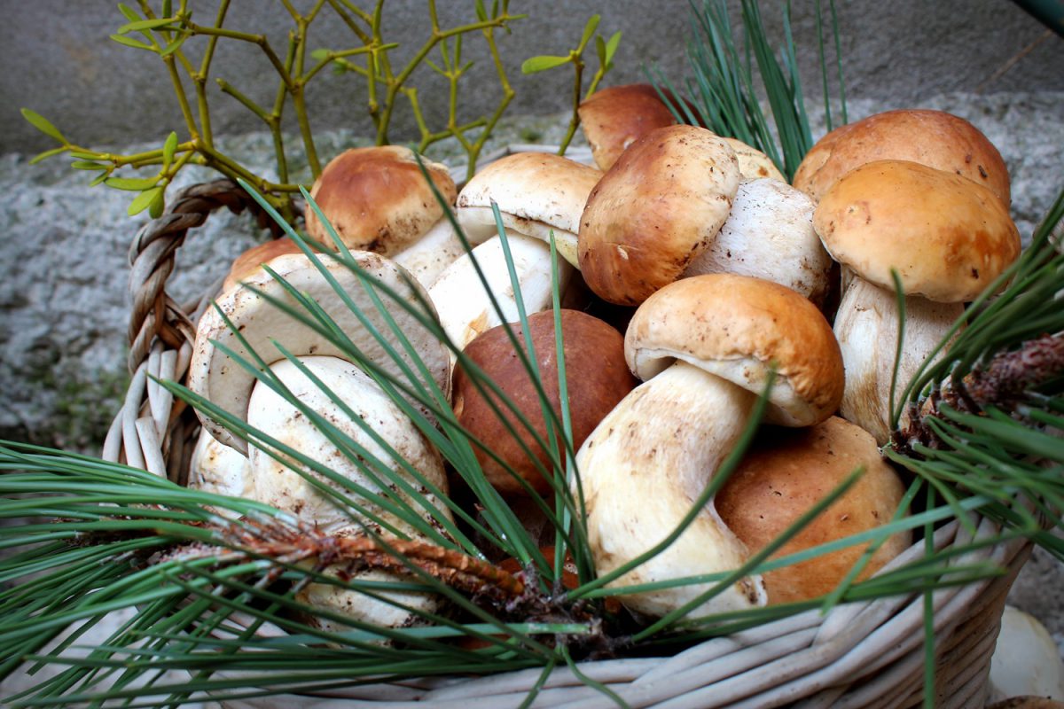 Como limpiar Boletus o Ceps