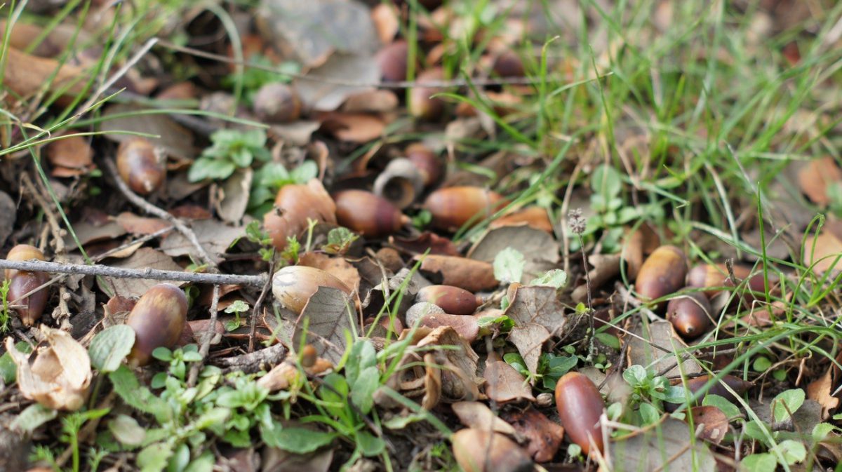 Bellotas en la Montanera