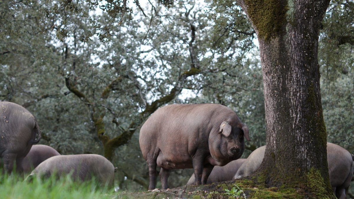 Cerdo 100% Ibérico de 5 Jotas