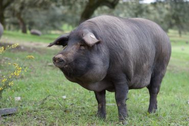 Cerdo 100% Ibérico en la Montanera