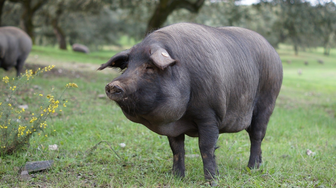 Cerdo 100% Ibérico en la Montanera