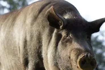 Cerdo 100% Ibérico