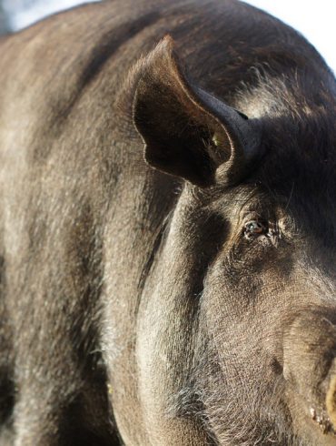 Cerdo 100% Ibérico