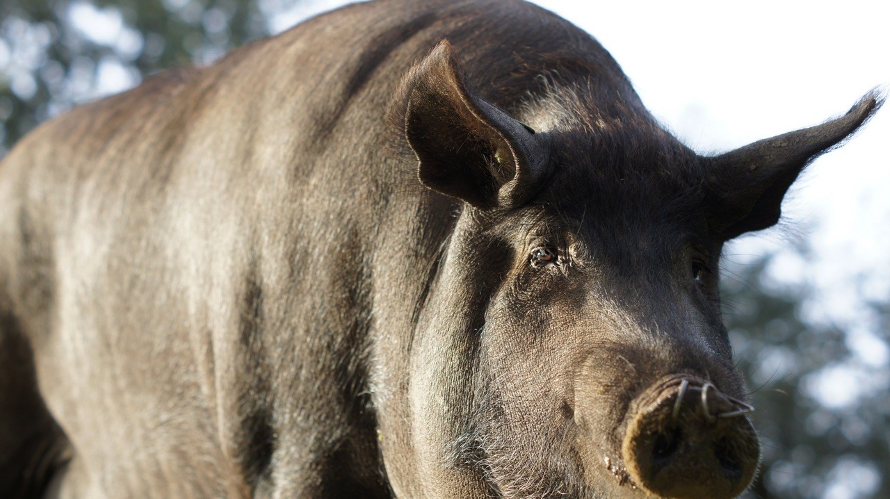 Cerdo 100% Ibérico