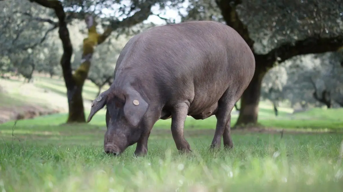 Cerdo Ibérico de 5 Jotas en la Montanera