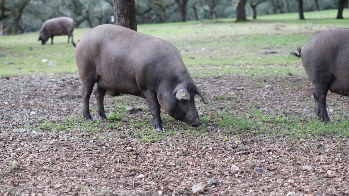 La Montanera en la Dehesa de Jabugo