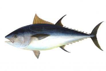 El atún rojo, el pescado azul más codiciado y deseado