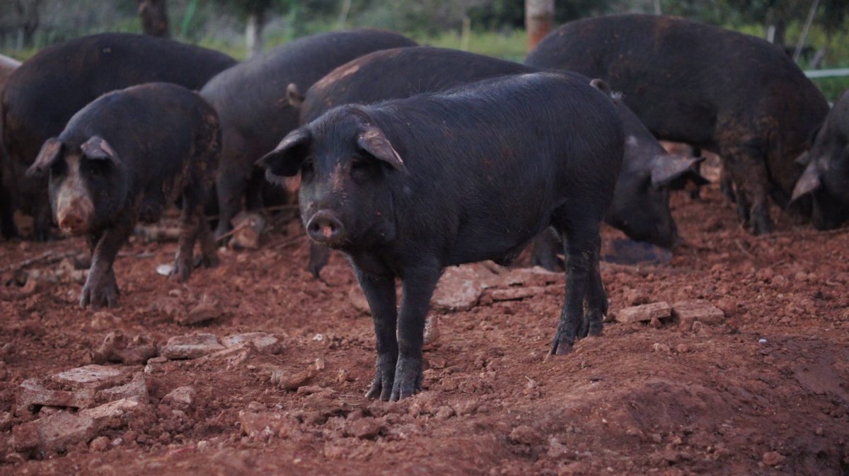 Porc Negre Ibicenco (2)