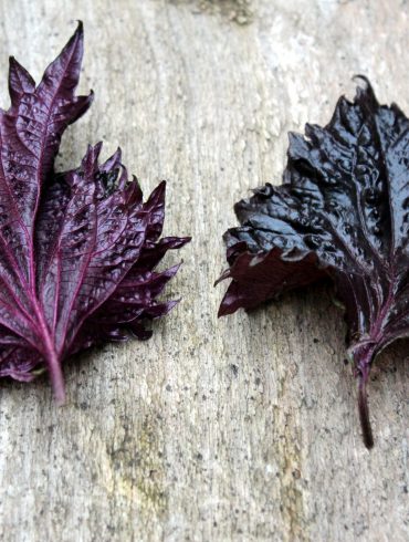 Shiso Púrpura