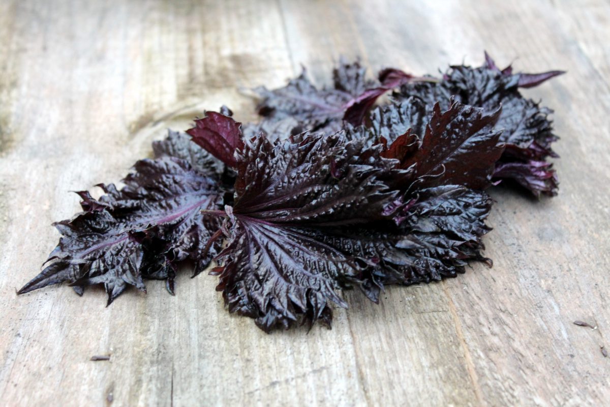 Shiso Púrpura, una planta aromática