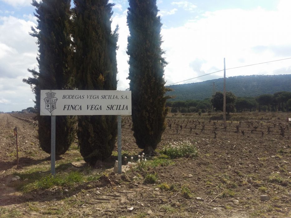 Viñedos Finca Vega Sicilia - Ribera del Duero