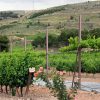 Viñedos Bodega Conde de San Cristóbal