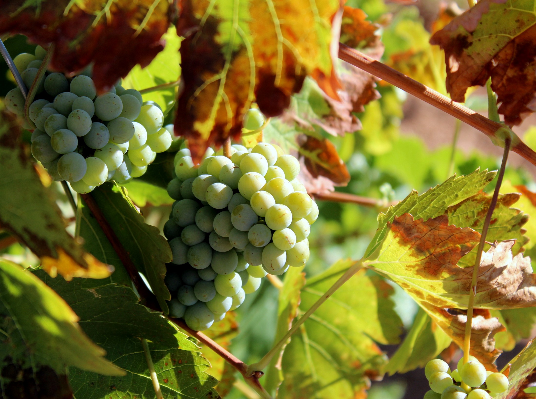 uva-verdejo-do-rueda