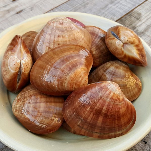 Una vez tenemos las almejas de concha fina en nuestra cocina, lo más frescas posible, lo primero de todo será limpiarlas.