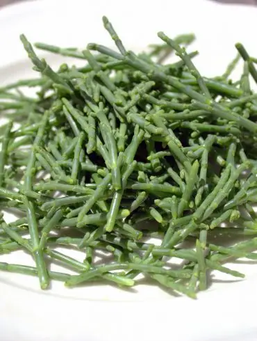 Salicornia o esparrago de mar