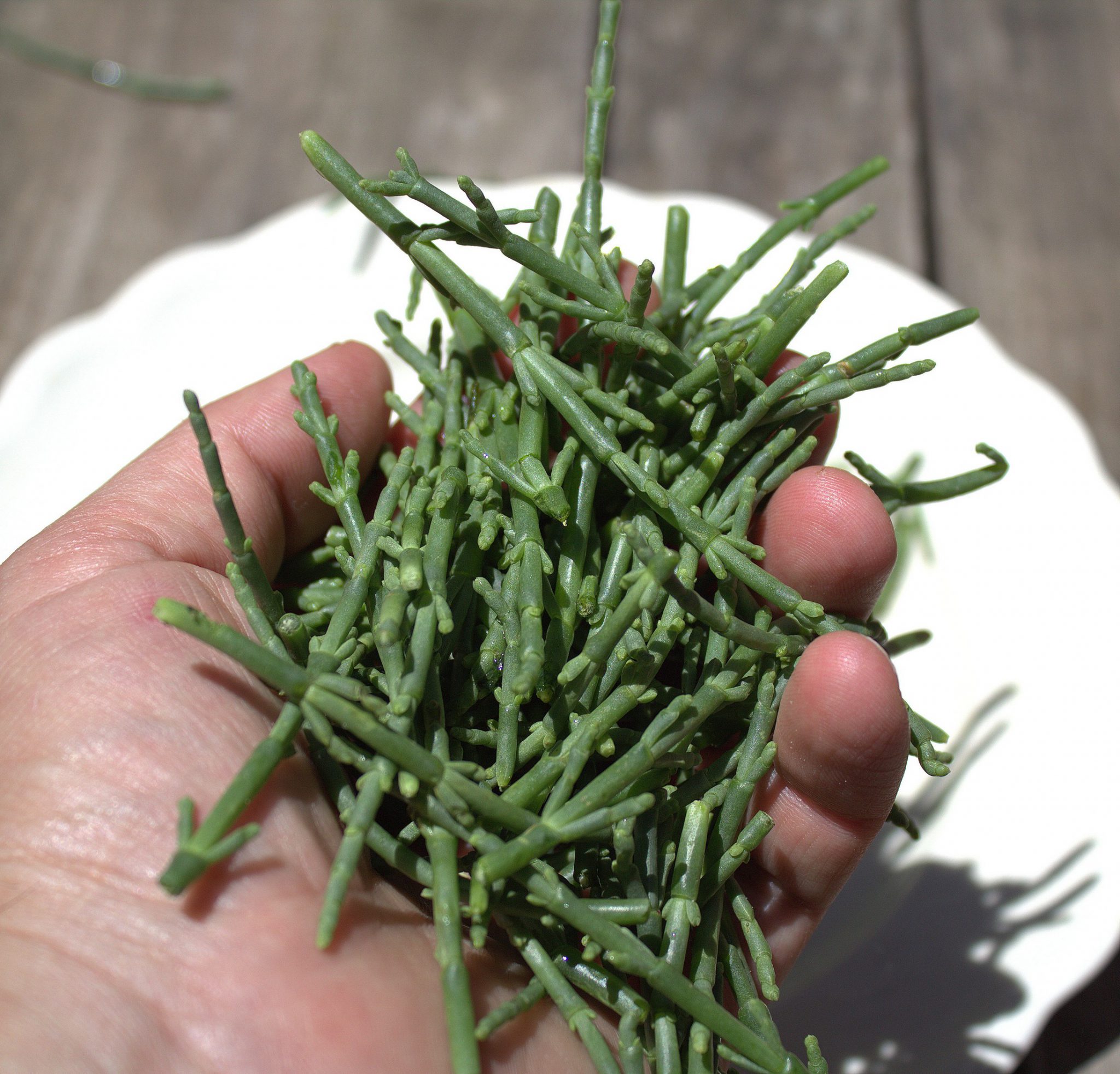 Salicornia o espárrago de mar, sorprende