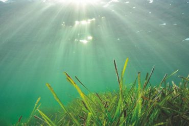 La posidonia el tesoro de ibiza