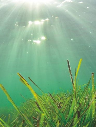 La posidonia el tesoro de ibiza