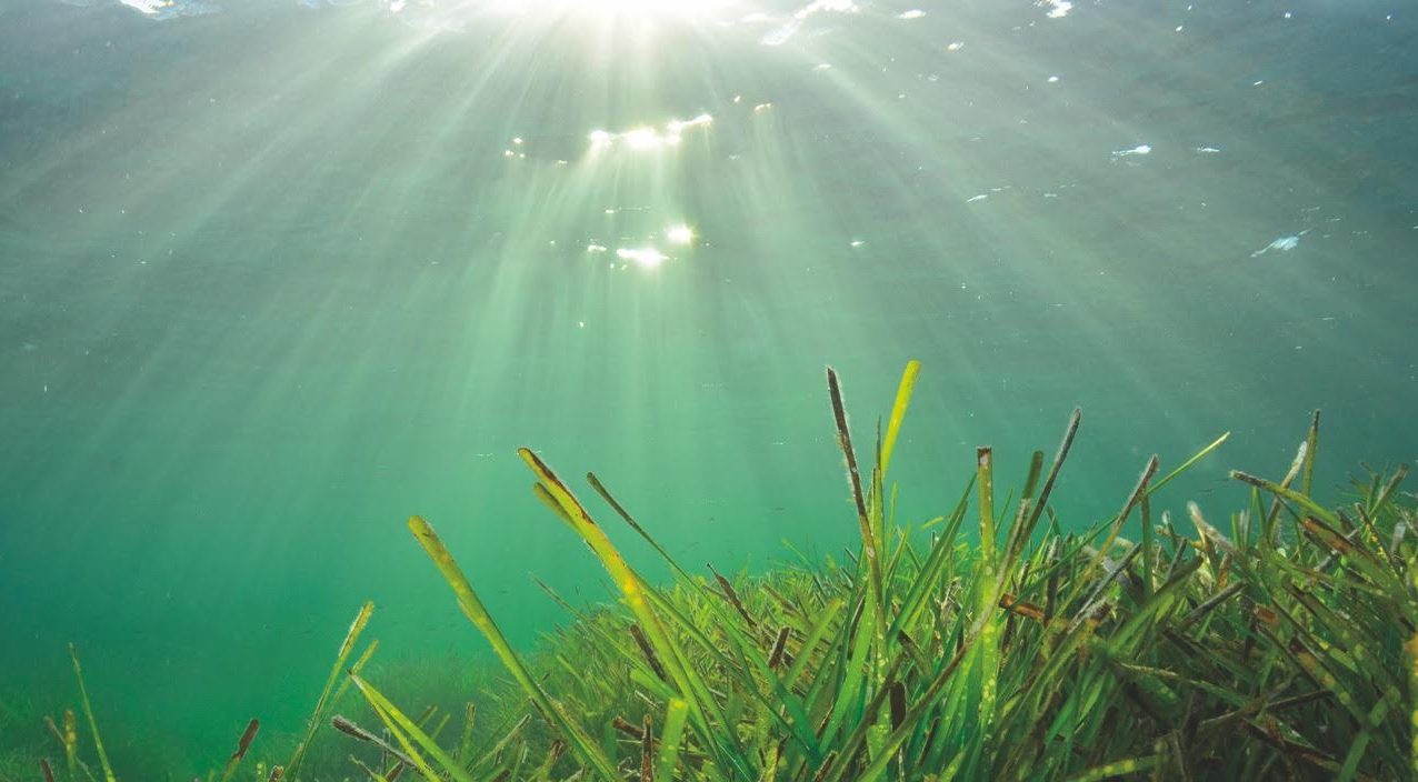 La posidonia el tesoro de ibiza