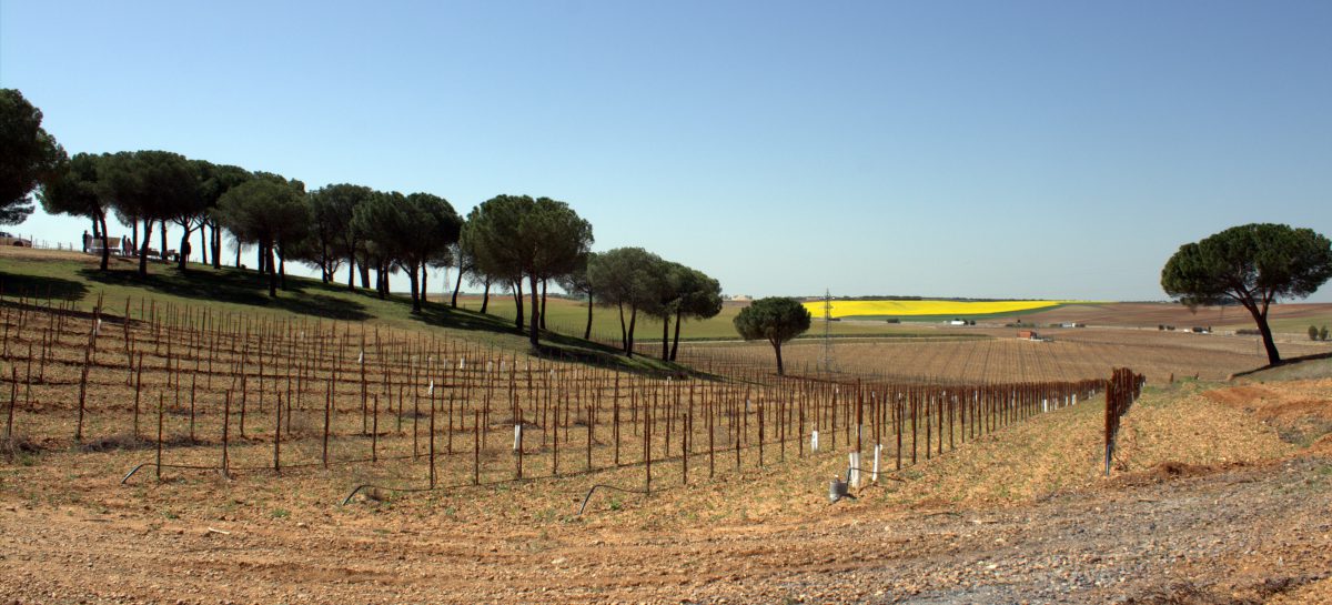 finca el torreon - beronia rueda