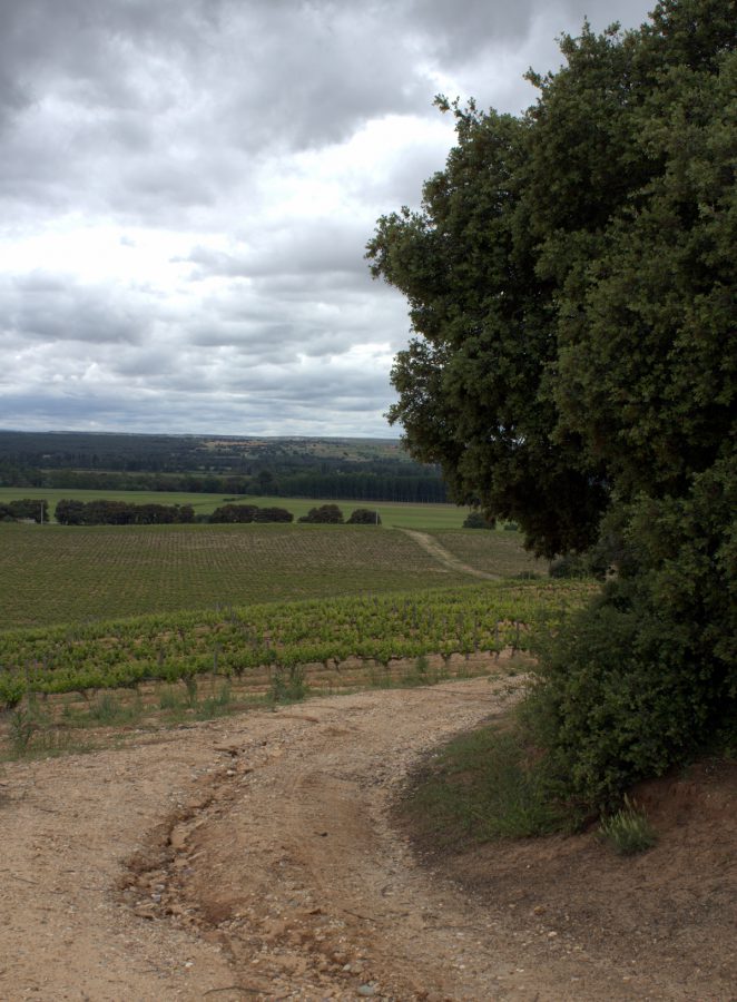 viñedos prado rey