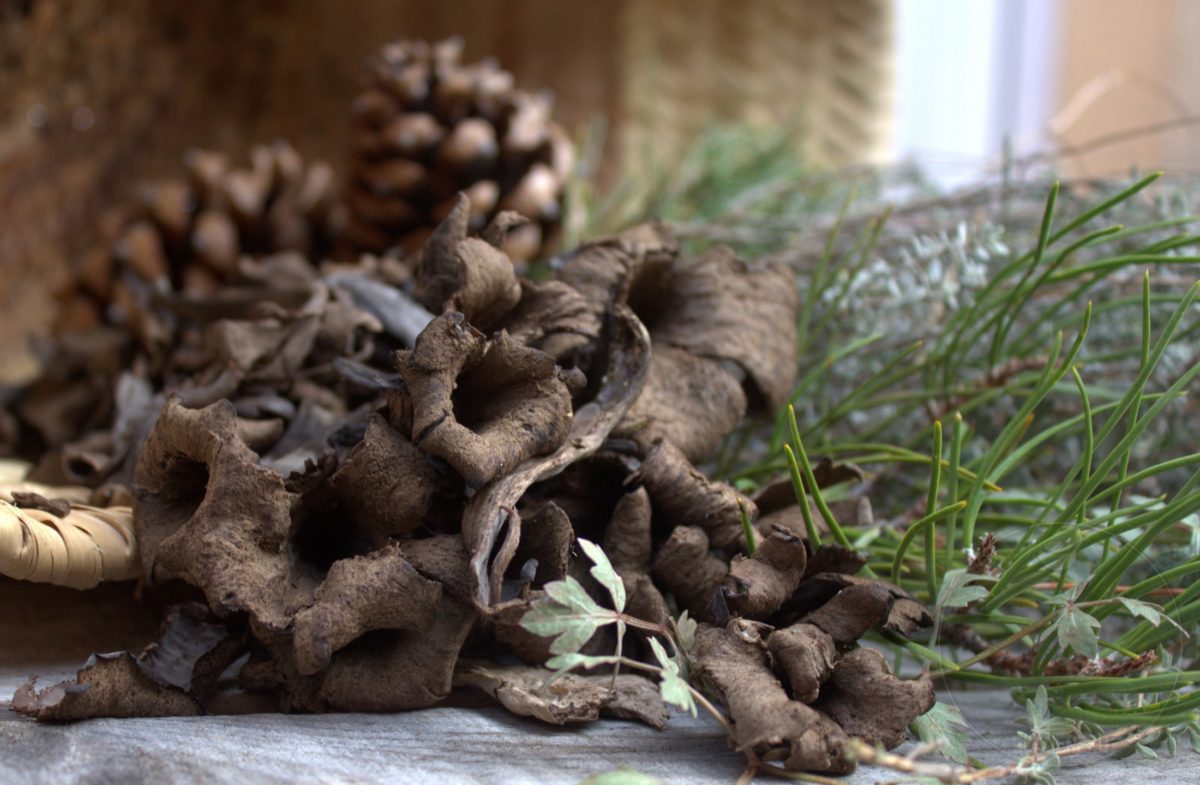 Trompetas de la muerte, delicias negras del bosque