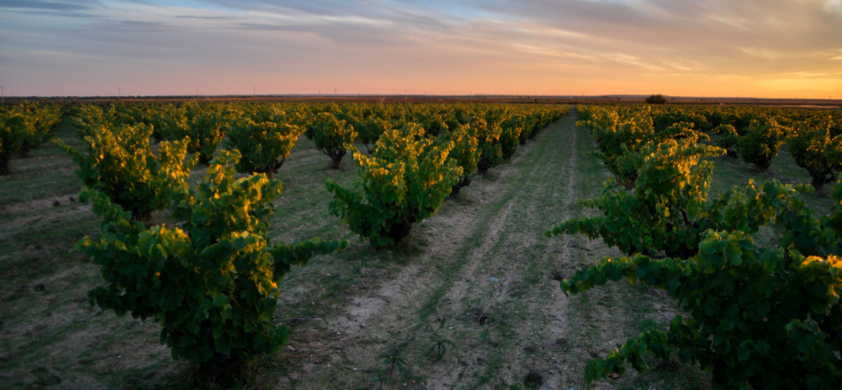 El viñedo de Bodegas Fariña en Toro. | bodegasfarina.com