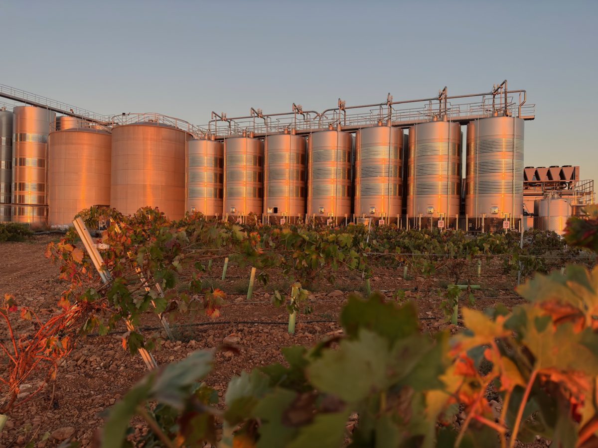 Viñedos de COOVIVAL 2